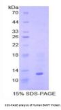 Human Bone Morphogenetic Protein 7 (BMP7) Protein