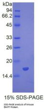 Mouse Bone Morphogenetic Protein 7 (BMP7) Protein
