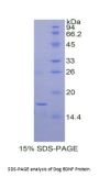 Dog Brain Derived Neurotrophic Factor (BDNF) Protein