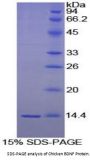 Chicken Brain Derived Neurotrophic Factor (BDNF) Protein