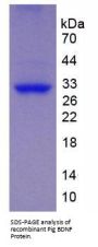 Pig Brain Derived Neurotrophic Factor (BDNF) Protein