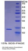 Mouse C-X-C Motif Chemokine 14 / BRAK (CXCL14) Protein