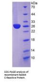Rabbit C Reactive Protein (CRP) Protein