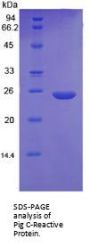 Pig C Reactive Protein (CRP) Protein