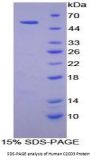 Human C2 Calcium Dependent Domain Containing Protein 3 (C2CD3) Protein