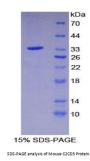 Mouse C2 Calcium Dependent Domain Containing Protein 3 (C2CD3) Protein