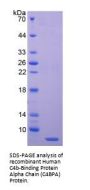 Human C4b-Binding Protein Alpha Chain (C4BPA) Protein