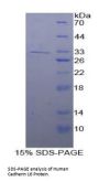 Human Cadherin 16 (CDH16) Protein