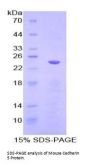 Mouse Cadherin 5 (CDH5) Protein
