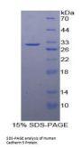 Human Cadherin 5 (CDH5) Protein