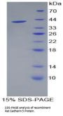 Rat Cadherin 5 (CDH5) Protein