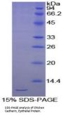 Chicken Cadherin, Epithelial (CDHE) Protein