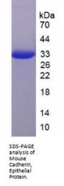 Mouse Cadherin, Epithelial (CDHE) Protein
