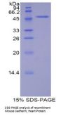 Mouse Cadherin-13 (CDH13) Protein