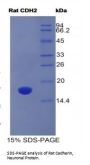 Rat Cadherin, Neuronal (CDH2) Protein