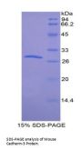Mouse Cadherin-3 (CDH3) Protein