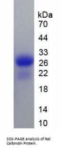 Rat Calbindin (CALB) Protein