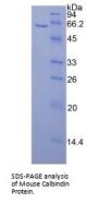 Mouse Calbindin (CALB) Protein