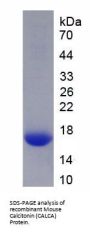 Mouse Calcitonin (CALCA) Protein