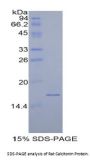 Rat Calcitonin Gene Related Peptide 1 / CGRP1 (CALCA) Protein