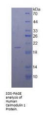 Human Calmodulin 1 (CALM1) Protein