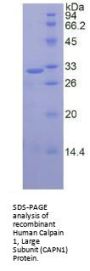 Human Calpain 1, Large Subunit (CAPN1) Protein