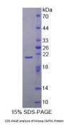 Mouse Calpain 1, Large Subunit (CAPN1) Protein