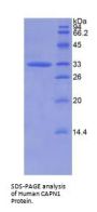 Human Calpain 1, Large Subunit (CAPN1) Protein