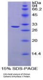 Chicken Carbonic Anhydrase II (CA2) Protein