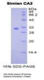 Monkey Carbonic Anhydrase II (CA2) Protein