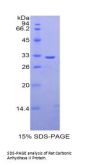 Rat Carbonic Anhydrase II (CA2) Protein