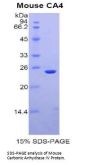 Mouse Carbonic Anhydrase IV (CA4) Protein