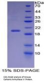 Mouse Carbonic Anhydrase 6 (CA6) Protein