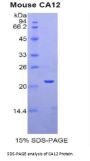 Mouse Carbonic Anhydrase XII (CA12) Protein