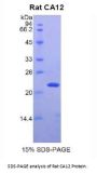 Rat Carbonic Anhydrase XII (CA12) Protein