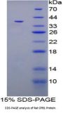 Rat Carboxypeptidase B1, Tissue (CPB1) Protein