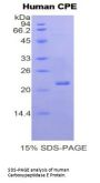 Human Carboxypeptidase E (CPE) Protein