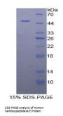 Human Carboxypeptidase E (CPE) Protein