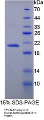 Human Carboxypeptidase N1 (CPN1) Protein