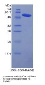 Mouse Carboxypeptidase N1 (CPN1) Protein