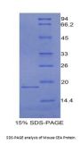 Mouse Carcinoembryonic Antigen-Related Cell Adhesion Molecule 5 (CEACAM5) Protein