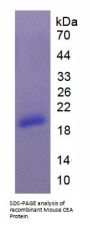 Mouse Carcinoembryonic Antigen-Related Cell Adhesion Molecule 5 (CEACAM5) Protein