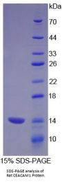 Rat Carcinoembryonic Antigen Related Cell Adhesion Molecule 1 (CEACAM1) Protein