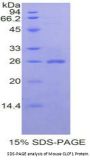 Mouse Cardiotrophin Like Cytokine Factor 1 (CLCF1) Protein