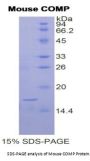 Mouse Cartilage Oligomeric Matrix Protein (COMP) Protein