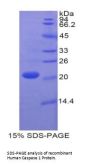 Human Caspase 1 (CASP1) Protein