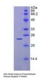 Mouse Caspase 1 (CASP1) Protein