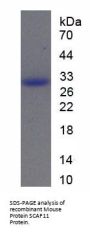 Mouse Protein SCAF11 (SCAF11) Protein