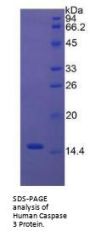Human Caspase 3 (CASP3) Protein