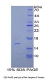 Rat Caspase 3 (CASP3) Protein